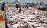 VASEP mengimbau kepada DOC supaya adil ketika mengenakan tarif anti dumping terhadap ikan patin Vietnam