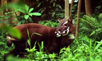 Memperkenalkan konservasi binatang Sao La di Vietnam