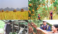 IFAD memberikan bantuan sebanyak 22 juta dolar Amerika kepada Vietnam untuk mengentas dari kelaparan dan kemiskinan