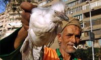 Mesir mencatat kasus pertama yang meninggal karena flu burung pada tahun 2015