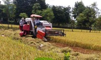 Terus meningkatkan kualitas dan nilai beras Vietnam