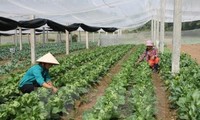 Provinsi Nam Dinh (Vietnam) dan provinsi Miyazaki (Jepang) melakukan kerjasama untuk mengembangkan pertanian
