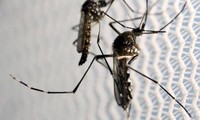 Ada sedikitnya 18 bulan lagi yang baru bisa melakukan tes terhadap vaksin untuk  mencegah virus Zika dengan skala besar