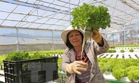 Jepang memperkenalkan kesempatan investasi di bidang pertanian Vietnam