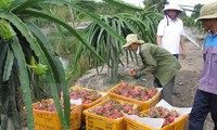 Australia mulai memperlajari impor buah naga segar dari Vietnam