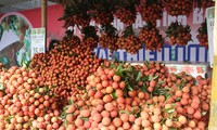Provinsi Bac Giang memperhebat promosi dagang untuk memasarkan buah leci