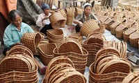 Memperkenalkan sepintas lintas tentang manfaat bambu Vietnam