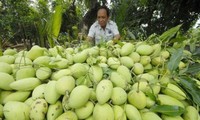 AS akan mengizinkan impor mangga segar dan sawo duren Vietnam