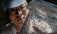 Peringatan mengenai bahaya virus Zika menular luas di kawasan Asia-Pasifik