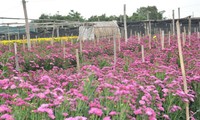 Desa bunga Tay Tuu memasuki musim semi