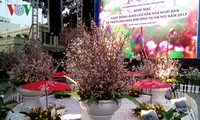 Pembukaan temu pergaulan budaya Jepang dan pameran bunga Sakura di kota Hanoi