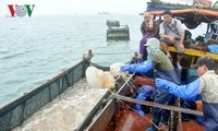 Pekerjaan memanfaatkan ubur-ubur di kabupaten Co To, provinsi Quang Ninh