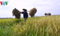 Produksi beras menurut standar internasional untuk meningkatkan daya saing