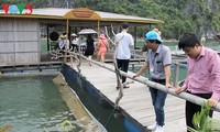 Kaum nelayan di teluk Ha Long: Mengusahakan mata pencaharian berkat hidup secara harmonis dengan laut