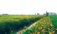 Pola “Sawah padi, pematangnya ditanami bunga  turut melakukan produksi pertanian secara berkesinambungan