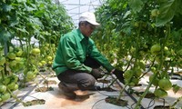  Provinsi Lam Dong menyediakan biaya sebanyak 45 miliar VND untuk membentuk rantai produksi hasil pertanian yang berkesinambungan