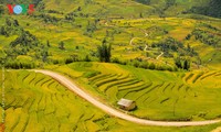 Keindahan musim panenan padi di daerah Tay Bac