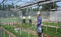 Provinsi Phu Yen: Mengawali banyak proyek investasi di bidang pertanian