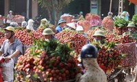 Provinsi Hai Duong mengekspor kira-kira 9.500 ton buah leci