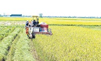 Provinsi Thai Binh mengembangkan ekonomi pertanian
