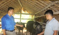 Kabupaten Quang Binh, Provinsi Ha Giang menggunakan sumber modal pinjaman prioritas untuk mengembangkan pertanian
