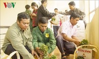 Provinsi Kon Tum: Memberikan bantuan berupa 46.500 pohon bibit ginseng Ngoc Linh kepada warga