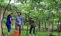 Warga Kabupaten Moc Chau menanam pohon markisa untuk ekspor
