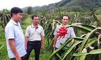 Mengentas dari kemiskinan secara berkesinambungan: Cara yang dilaksanakan di kabupaten pegunungan Nhu Xuan, Provinsi Thanh Hoa