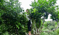 Kecamatan Cao Bo mengembangkan usaha menanam pohon teh Shan tuyet