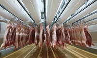 Daging babi yang diimpor dari Rusia cepat tiba di Vietnam