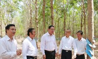 Badan usaha Vietnam mengembangkan penanaman pohon karet dan turut menciptakan lapangan kerja untuk tenaga kerja di Kamboja
