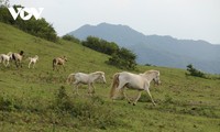 Kunjungi Kuda Putih di Padang Rumput Khau Sao, Provinsi Lang Son