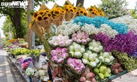 Warna Bunga Teratai di Kota Hanoi