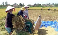 Сохранение площадей под рисом для обеспечения продовольственной  безопасности 