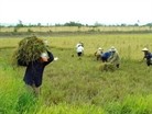 Роль сельского хозяйства во вьетнамской экономике