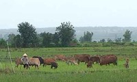 Новая модель разведения коров помогает крестьянам Жалая выйти из бедности