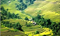 Рисовые террасы Хоанг Суфи в провинции Хазянг признаны национальным наследием