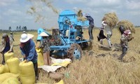Вьетнам экспортировал более 7 млн тонн риса