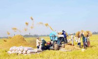 Сельское хозяйство – главная опора вьетнамской экономики в 2012 году