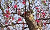 Весна приходит в цветочную деревню Няттан