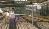 Грибоводство – эффективное направление развития производства в уезде Кимбанг