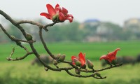 Красное хлопковое дерево в марте