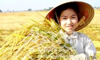 Присущее народности Кинь выращивание поливного риса