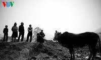 Посещение коровьего базара «Донгван»