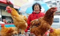 Китай: распространение нового штамма гриппа H7N9 перелелетными птицами
