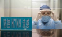 В Китае выросло число заболевших вирусом птичьего гриппа H7N9