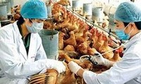 Вьетнам усиливает борьбу с эпидемией птичьего гриппа H7N9 и H5N1