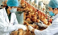 Во Вьетнаме не было зарегистрировано случаев заражения птичьим гриппом H7N9