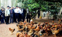 Прилагаются усилия для профилактики и борьбы с птичьим гриппом H5N1 и H1N1