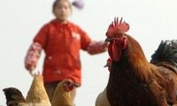 Во Вьетнаме не обнаружено ни одного случая заражения птицы вирусом гриппа AH7N9